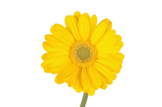 黃格柏雛菊