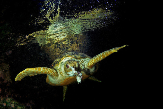 綠海龜吃魚
