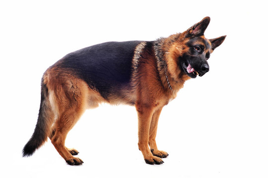 德國(guó)牧羊犬