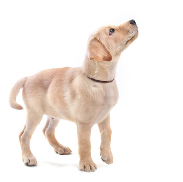 拉布拉多尋回犬幼犬