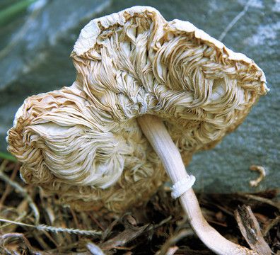 toodstool