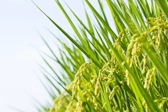Rice收獲；paddy rice農(nóng)場