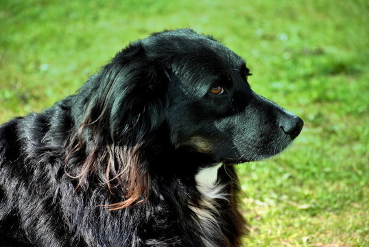 邊境牧羊犬