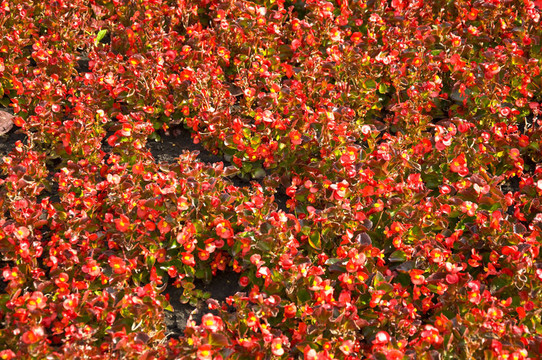 田野上有紅色小花。紋理.