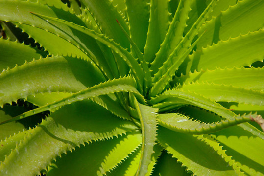 Aloe vera葉。