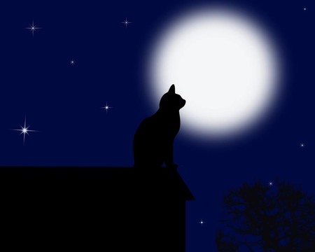 Moon的貓