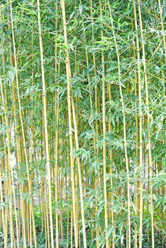 竹林風(fēng)光 陽(yáng)光竹林 竹林素材