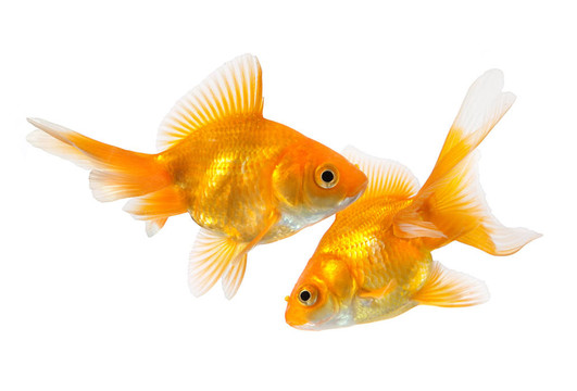 對金魚