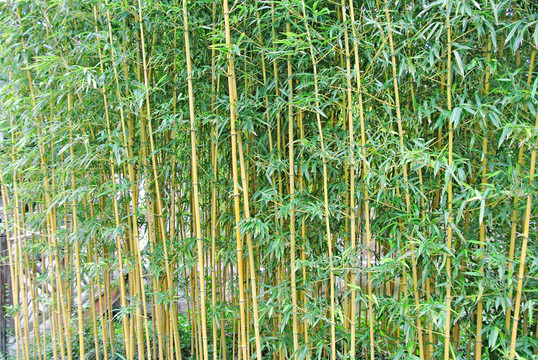 竹林風光 陽光竹林 竹林背景