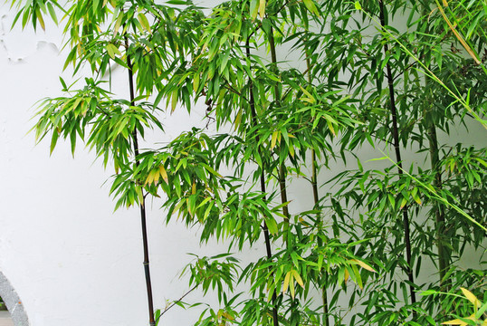竹林風(fēng)光 竹葉 竹林背景