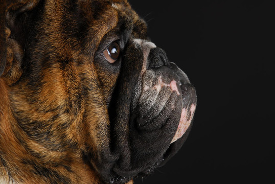 英國斗牛犬的側(cè)面輪廓