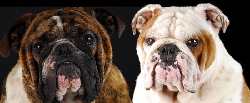 英國斗牛犬的畫像