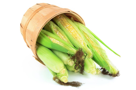 鮮玉米穗。
