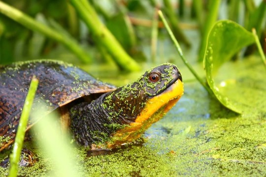 Blandings Turtle（Emydoidea blandin