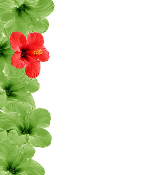 美麗的花卉背景；你的文本框和地方