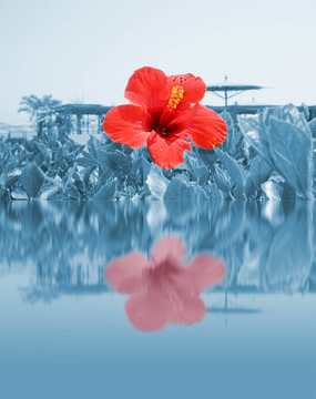 水上紅花；海灘度假村