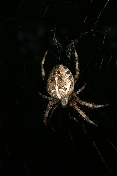 十字園蛛（Araneus diadematus）