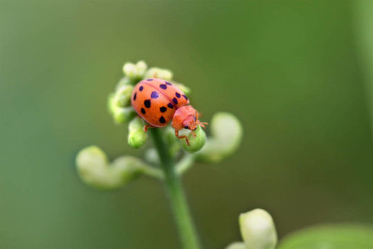 年輕女士的bug