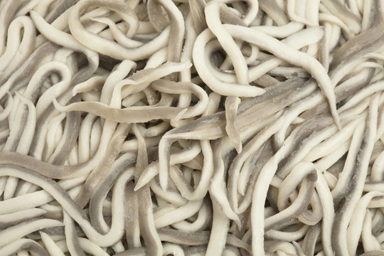 小鰻魚
