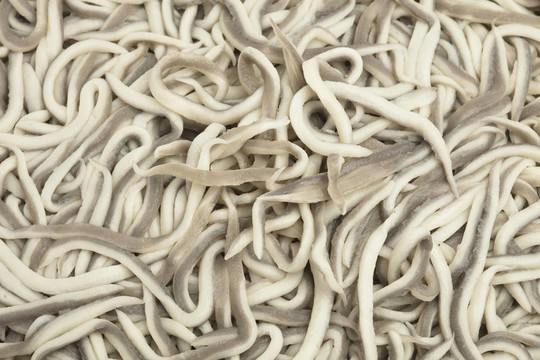 小鰻魚