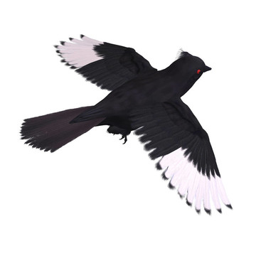 鳥phainopepla。3D渲染與剪輯路徑和陰影超過白色