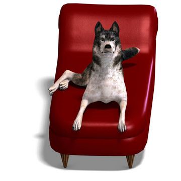 Grey Wolf。3D渲染與剪輯路徑和陰影超過白色