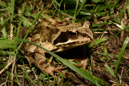 常見的青蛙（Rana temporaria）