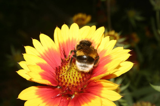 大地球大黃蜂（Bombus terrestris）