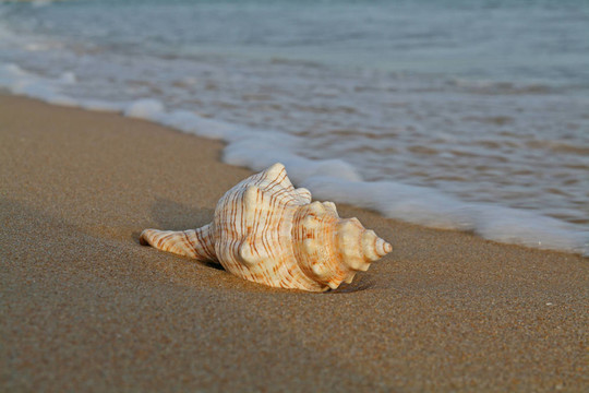 海灘上的貝殼