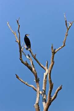 鸕鶿（Phalacrocorax carbo）