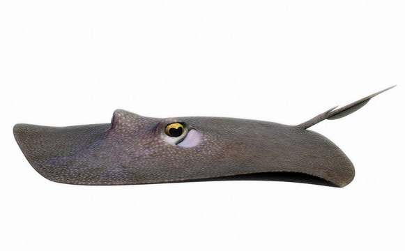 黃貂魚