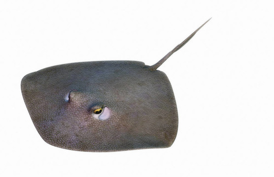 黃貂魚