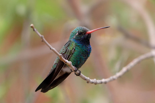 闊嘴蜂鳥(niǎo)（Cynanthus latirostris）