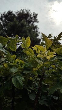 花葉