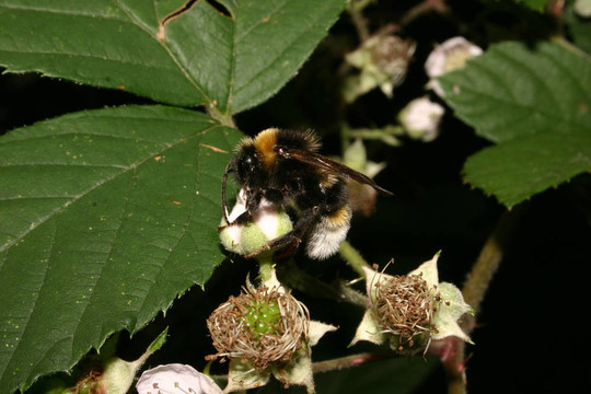 大地球大黃蜂（Bombus terrestris）