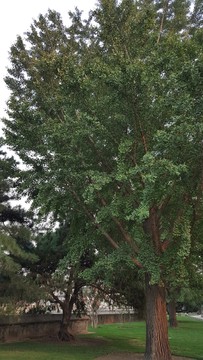 頤和園古樹(shù)