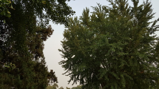 頤和園古樹