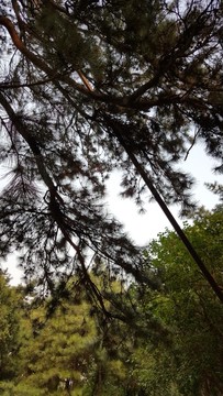 頤和園古樹