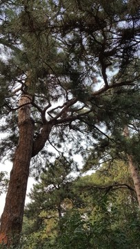 頤和園古樹