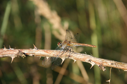 Ruddy Darter（sympetrum紅色）