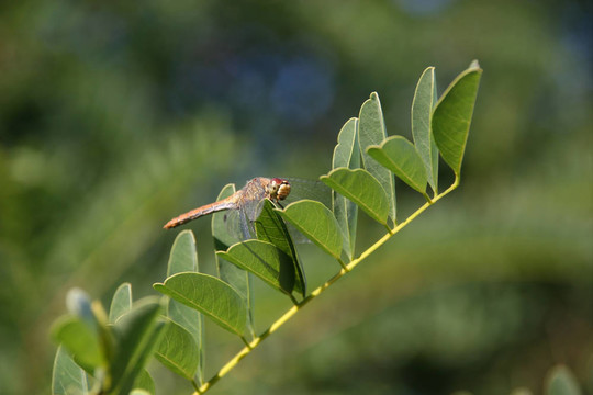 Ruddy Darter（sympetrum紅色）