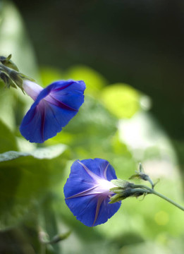 花田旋花