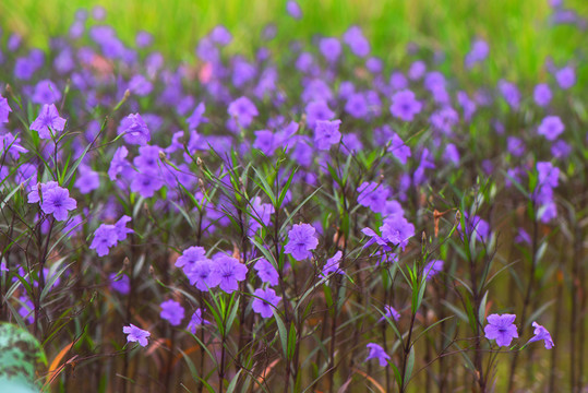 蘭花草