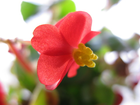 小紅花