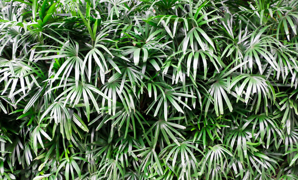 植物墻