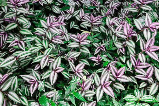 花墻 多彩植物墻