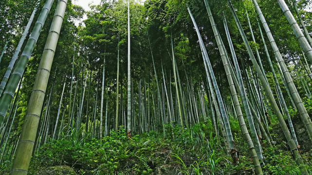 竹林