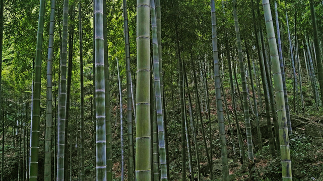 竹林