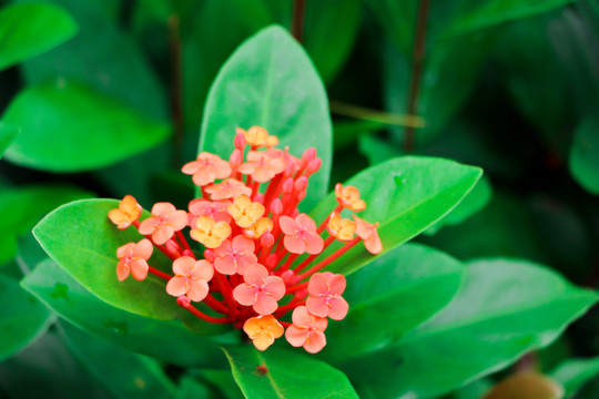 龍船花