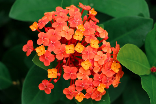 仙丹花